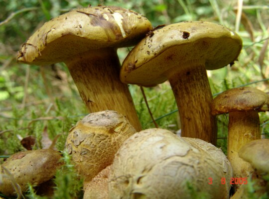 Pseudoboletus_parasiticus003 Pseudoboletus parasiticus - Parasitischer Röhrling (Bulliard) Šutara