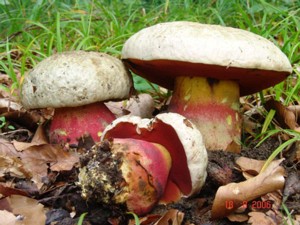 Rubroboletus_satanas