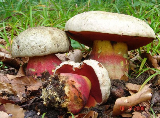Rubroboletus_satanas001