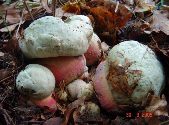 Rubroboletus_satanas002
