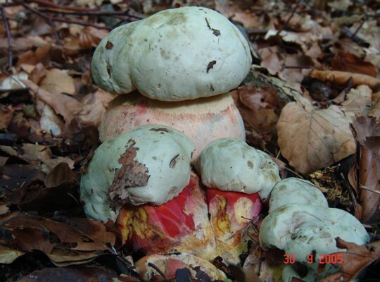Rubroboletus_satanas003