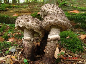Strobilomyces_strobilaceus