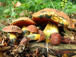 Suillellus_queletii