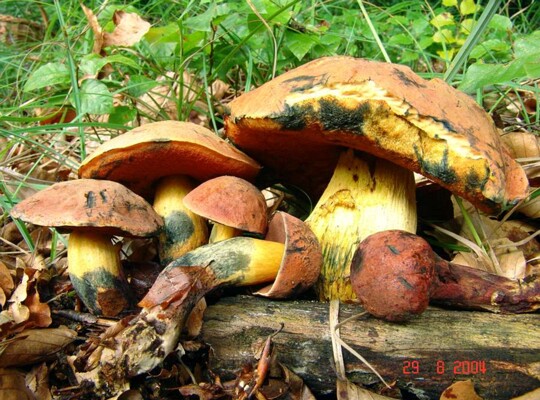 Boletus_queletii001