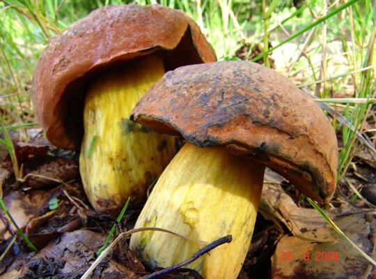 Boletus_queletii002