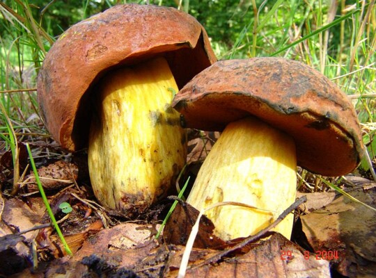 Boletus_queletii003