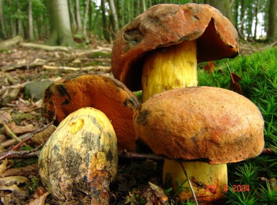 Boletus_queletii004