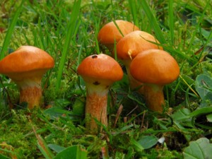 Suillus_grevillei