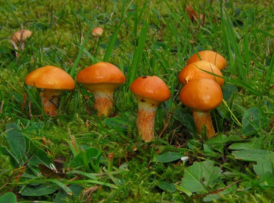Suillus_grevillei002 Suillus grevillei - Goldröhrling ( Klotsch 1830 : Fr. 1832 ) Singer 1945 Fundort: Kell am See - Rheinland Pfalz