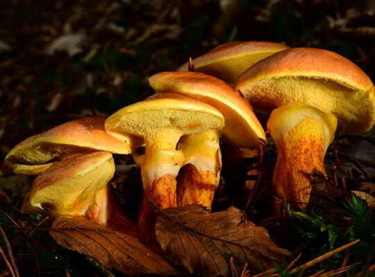 Suillus_grevillei003 Suillus grevillei - Goldröhrling ( Klotsch 1830 : Fr. 1832 ) Singer 1945 Fundort: Bexbach/Saarland