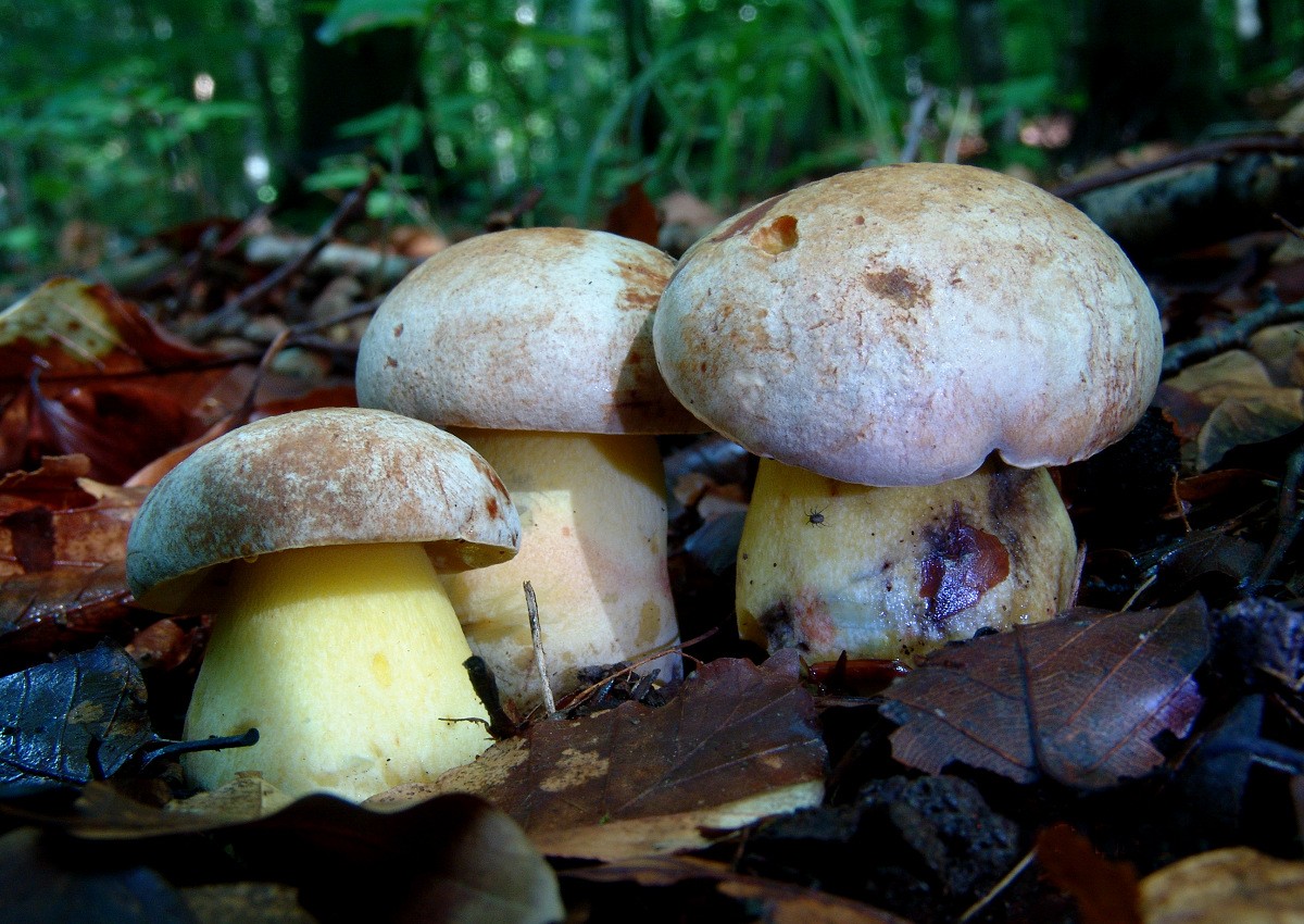 Butyriboletus_fechtneri Butyriboletus fechtneri - Sommerröhrling, Silberröhrling (Velenovský) D. Arora & J.L. Frank Klassifikation: Fungi, Dikarya, Basidiomycota, Agaricomycotina, Agaricomycetes, Agaricomycetidae, Boletales, Boletaceae, Butyriboletus Mykorrhizapilz - Symbiosepartner: Eiche, Buche Gefährdung: die Art ist als sehr selten anzusehen. Sie hat in zahlreichen Bundesländer Eingang in die roten Listen der gefährdeten Arten gefunden. Im Saarland gilt der Sommenröhrling als verschollen. Bemerkungen: Boletus fechtnerii steht Boletus pseudoregius dem blauenden Königsröhrling sehr nahe und kann nur im Jungstadium makroskopisch von ihm getrennt werden. In diesem Stadium besitzt B.fechtneri eine grauweiße fein filzige Hutoberfläche. Ältere Basidiocarpien verlieren dieses Merkmal und nehmen mehr die Hutfarben des blauenden Königsröhrlings an. Fundort: Bottenbach - Pfalz