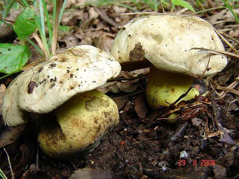 Caloboletus_radicans Caloboletus radicans - Wurzelnder Bitterröhrling (Pers.) Vizzini 2014 Synonym: Boletus radicans Key Words: Basidiomycetes - Boletales - Boletaceae - Caloboletus = Dickfüßröhrling Mykorrhizapilz - Symbiosepartner: Buche , Hainbuche, Eiche, Birke, Linde Gefährdung: Die Art wird in Deutschland unter RL 3 ( gefährdet ) geführt. Seine Anpassungsfähigkeit an Standorte außerhalb des Waldes wie Friedhöfe, Parks und Alleen lassen in insgesamt häufiger vorkommen als andere seltene Boleten. Bemerkungen: die Art wird in Deutschland nur im Süden häufiger vorgefunden. Boletus radicans bevorzugt kalkhaltige oder basenreiche Böden in wärmeren und trockeneren Gebieten. weitere Bilder von Caloboletus radicans - hier klicken Fundort: Bottenbach - Pfalz