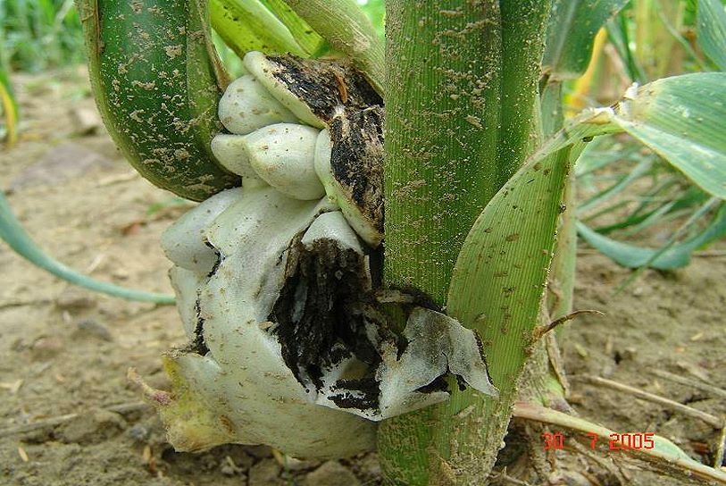 Ustilageo_maydis.jpg -   Ustilago maydis - Maisbeulenbrand     ( DC ) Tulasne  
 
  Wirt: Zea mays - Mais  
 
Bemerkungen: unter der Brandpilzen drfte der Maisbeulenbrand wohl einer der bekanntesten sein. Man findet ihn ab und an auch schon mal in der " normalen " Pilzliteratur. 
 
In Maisfeldern liegt der Befall in der Regel nicht hher als 2%, bei ungnstigen Witterungsverhltnissen kann dieser Anteil bis auf 60% steigen was einem Totalausfall der Ernte gleichkommt. Die Befallssymtome zeigen sich auf verschiedene Weise. Die Pflanzen reagieren auf den Pilzbefall mit der Bildung roter bis gelber Flecken und Verkrmmungen von Spro und Blttern, mit Verweiblichung der mnnlichen Blten und vor allen Dingen durch mitunter krftige Brandgallen an Wurzeln, Sprossen, Blttern und vor allen Dingen an den Fruchtstnden. Befallen werden bereits Keimlinge besonders aber junges Gewebe grerer Pflanzen, wo das Mycel des Brandes die dnne Haut der Pflanze durchdringt und sich ber krzere Strecken im Pflanzengewebe ausbreitet. Innerhalb weniger Tage werden die Zellen des Maises zum Wachtum angeregt . Gleichzeitig setzt auch die Bildung der Brandgallen ein. Sie werden erbsen.- bis faustgro. Zu Beginn ihrer Entwicklung sind die Brandgallen weilich und von kseartiger Konsistenz. Mit der Zeit verfrben sie sich weinrot und zuletzt bei der Sporenreife tiefschwarz, dabei wird die Oberflche papierartig und brchig und das Innere ist angefllt mit schwarzer pulveriger Sporenmasse. Bei Reife reien die Hutchen auf und Milliarden von Sporen werden freigesetzt. Sie sind usserst robust, wiederstandsfhig und bis zu 10 Jahren keimfhig. Ustilage maydis duldet keine Konkurenz durch andere parasitre Pilze. Sie werden durch die Freisetzung antibiotisch wirkender Substanzen ausgeschaltet. 
 
Die jungen, noch reinweien, slichen und aromatischen Brandgallen sind bei einigen Naturvlkern sehr begehrt und werden gegessen. Die verfrbten Brandgallen mit den reifen schwarzen Sporen des Maisbrandes verunreinigen den Emais und knnen schwere Vergiftungen hervorrufen, die denen der Mutterkornkrankheit hnelt, eines gefhrlichen Getreidebefalls, der im Mittelalter zu unzhligen Todesfllen fhrte. 
 
  weitere Bilder von Ustilago maydis   
 
Fundort: Bottenbach - Rheinland Pfalz 
 