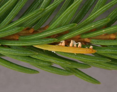 Chrysomyxa_rhododendri Chrysomyxa rhododendri (De Candolle 1815) de Bary 1879 Aezienwirt: Picea abis - Fichte Bemerkungen: Chrysomyxa rhododendri kommt in den höheren Lagen der Alpen...