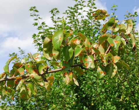 Gymnosporangium_sabinae Gymnosporangium sabinae - Birnen Gitterrost ( Dickson ) Winter Wirt: Pyrus communis - Kulturbirne Bemerkungen: die leuchtend gelben, später orangefarbenen...