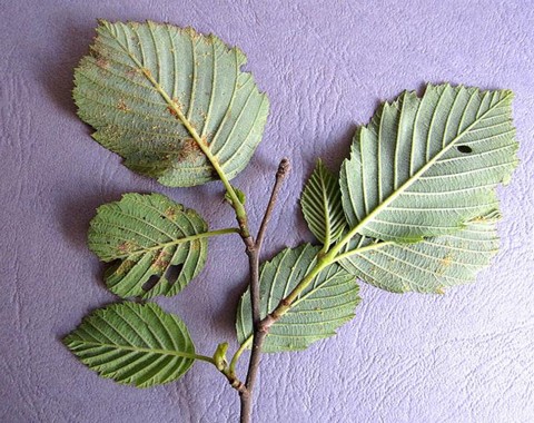 Melampsoridium_alni Melamsoridium alni (Thümen) Dietel 1900 Wirt: Alnus incana - Grauerle Bemerkungen: Melampsoridium betulinum ist sehr ähnlich, kommt aber ausschließlich an...