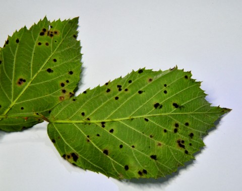 Phragmidium_violaceum Phragmidium violaceum ( Schultz ) G. Winter Wirt: Rubus fructicosus - Brombeere Bemerkungen: Phragmidium violaceum ist ein recht häufiger Rostpilz an Brombeere....