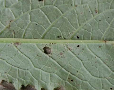 Puccinia laschii_var._laschii Puccinia laschii var. laschii Lagerheim 1895 ( ss.Savile 1970 ) Klassifikation: Fungi, Dikarya, Basidiomycota, Pucciniomycotina, Pucciniomycetes, Pucciniales,...