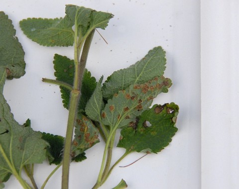 Puccinia_annularis Puccinia annularis ( F. Strauss 1810 ) Röhling 1813 ss.str. Klassifikation: Fungi, Dikarya, Basidiomycota, Pucciniomycotina, Pucciniomycetes, Pucciniales,...