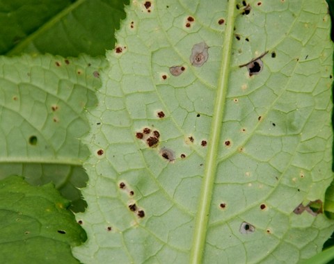 Puccinia_cnici_oleracei Puccinia cnici - oleracei Persoon in Desmazières 1823 ss. str. Klassifikation: Fungi, Dikarya, Basidiomycota, Pucciniomycotina, Pucciniomycetes, Pucciniales,...