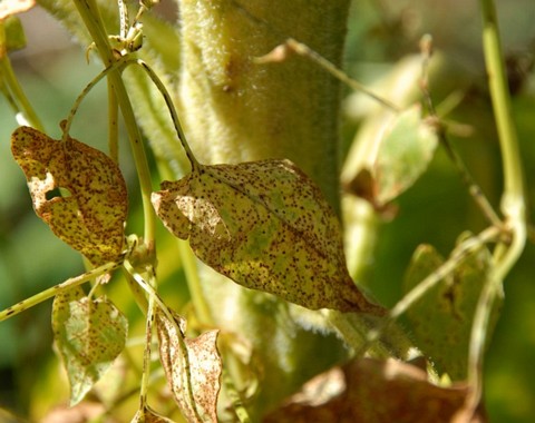 Puccinia_convolvuli Puccinia convolvuli ( Pers. 1801 ) Castagne 1842 Klassifikation: Fungi, Dikarya, Basidiomycota, Pucciniomycotina, Pucciniomycetes, Pucciniales, Uredinineae,...