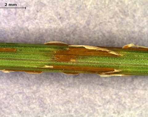 Puccinia_graminis Puccinia graminis ssp. graminicola Persoon, Urban 1967 Klassifikation: Fungi, Dikarya, Basidiomycota, Pucciniomycotina, Pucciniomycetes, Pucciniales,...