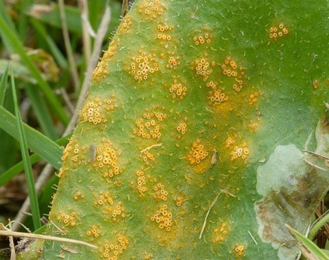 Puccinia_lagenophorae Puccinia lagenophorae Cooke 1884 Klassifikation: Fungi, Dikarya, Basidiomycota, Pucciniomycotina, Pucciniomycetes, Pucciniales, Uredinineae, Pucciniaceae,...