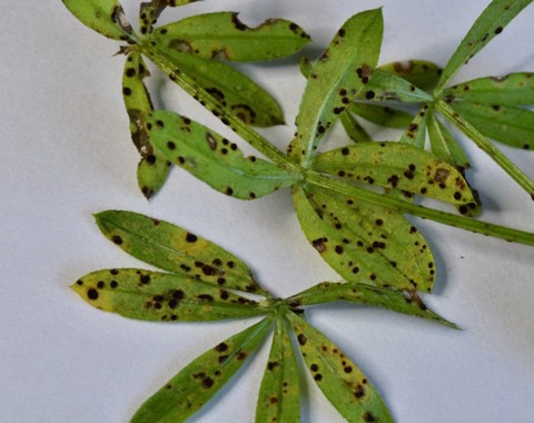 Puccinia_punctata Puccinia punctata Link Klassifikation: Fungi, Dikarya, Basidiomycota, Pucciniomycotina, Pucciniomycetes, Pucciniales, Uredinineae, Pucciniaceae, Puccinia Wirt:...