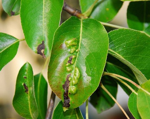 Taphrina_bullata Taphrina bullata ( Berkeley & Broome 1857 ) Tulasne 1866 Key Words: Ascomycota - Taphrinomycetes - Taphrinales - Taprinaceae - Taphrina = Wucherlinge Wirt:...