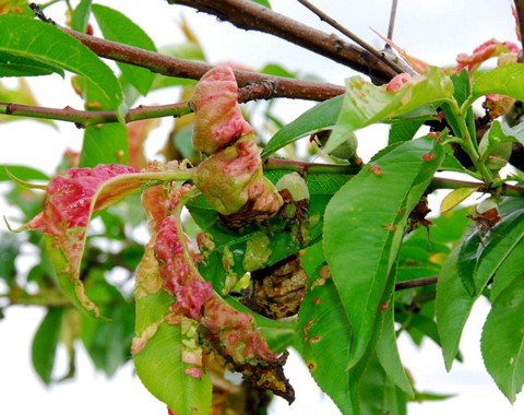 Taphrina_deformans Taphrina deformans ( Berkeley 1860 ) Tulasne 1866 Key Words: Ascomycota - Taphrinomycetes - Taphrinales - Taprinaceae - Taphrina = Wucherlinge Wirt: Prunus...