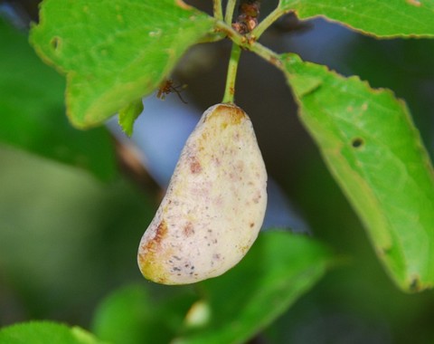 Taphrina_pruni Taphrina pruni - Zwetschgen Wucherling Tulasne 1866 Key Words: Ascomycota - Taphrinomycetes - Taphrinales - Taprinaceae - Taphrina = Wucherlinge Wirt: Prunus...