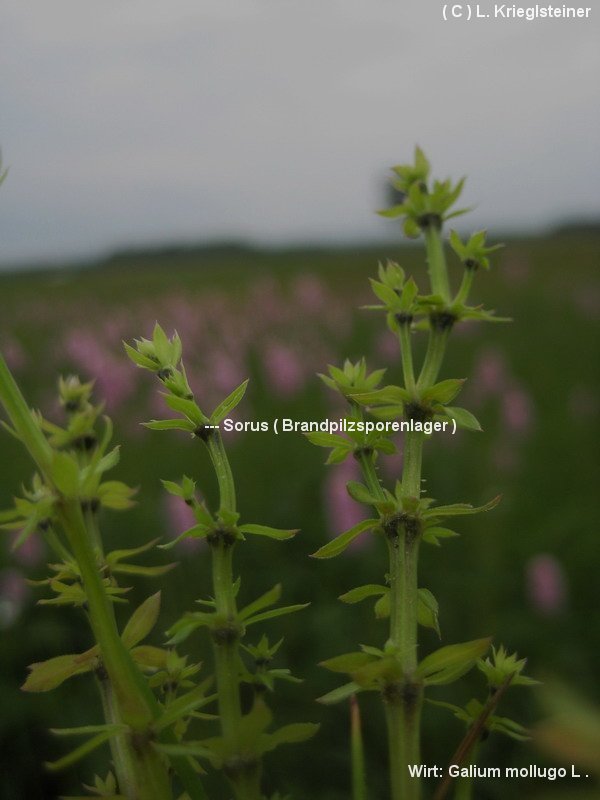 4-Melanotaenium endogenum-1.6.1.2.2.5a-LK.JPG