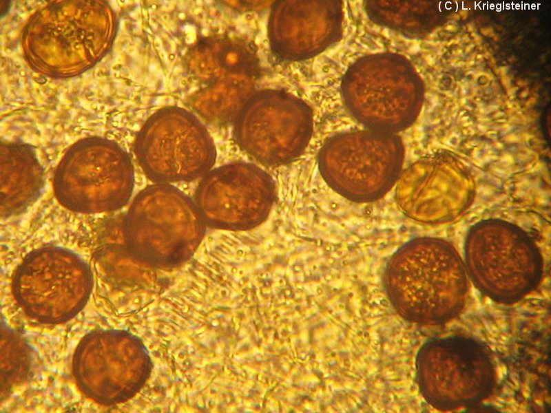 4-Melanotaenium endogenum-1.6.2.2.5M1-LK-Galium mollugo.JPG