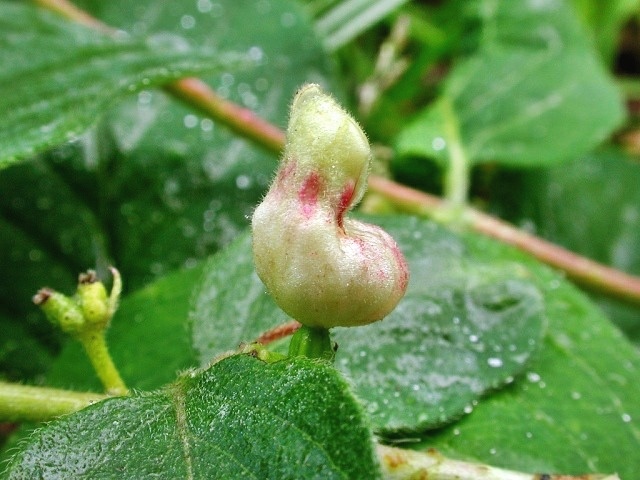 Contarinia_lonicerarum.jpg