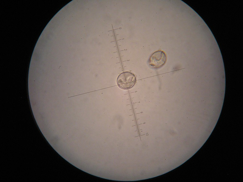 1000er ÖBG (13).JPG