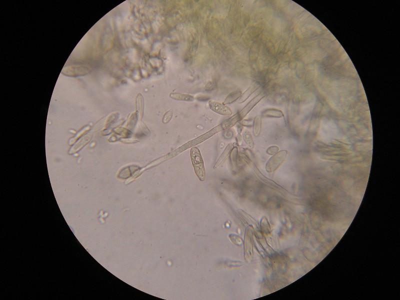 1000er Kronach (3).JPG