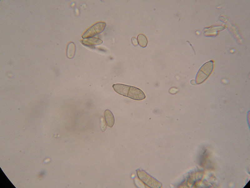 1000er Kronach (10).JPG