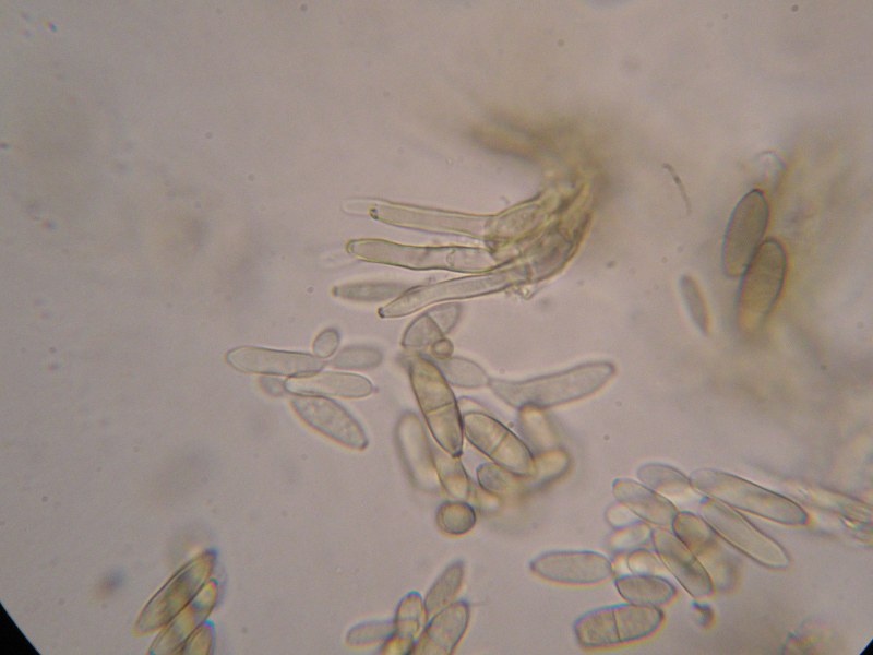 1000er Kronach (27).JPG