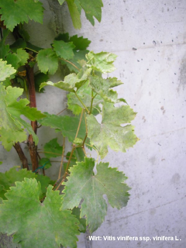 2-Erysiphe necator-2.2.3.1a.2.85a-JK.JPG