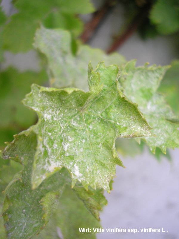 2-Erysiphe necator-2.2.3.1a.2.85b-JK.JPG