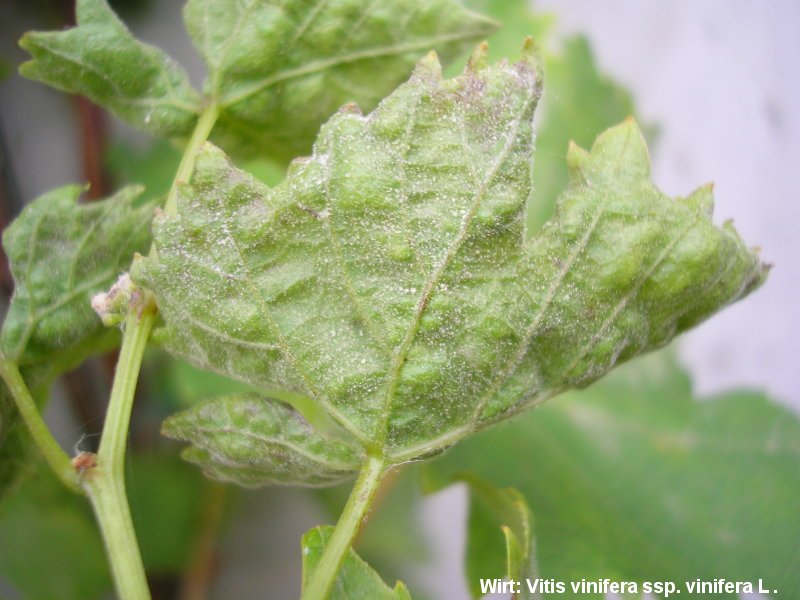 2-Erysiphe necator-2.2.3.1a.2.85c-JK.JPG