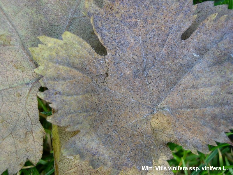 2-Erysiphe necator-2.2.3.1a.2.85d-JK.JPG