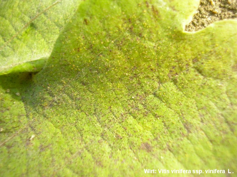 2-Erysiphe necator-2.2.3.1a.2.85e-JK.JPG
