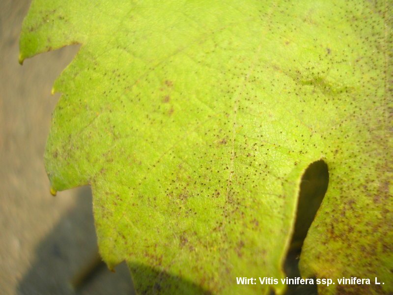 2-Erysiphe necator-2.2.3.1a.2.85f-JK.JPG