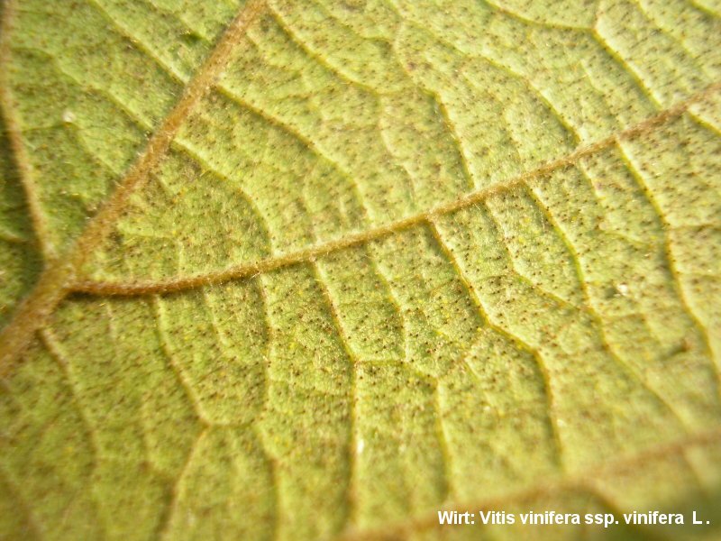 2-Erysiphe necator-2.2.3.1a.2.85h-JK.JPG