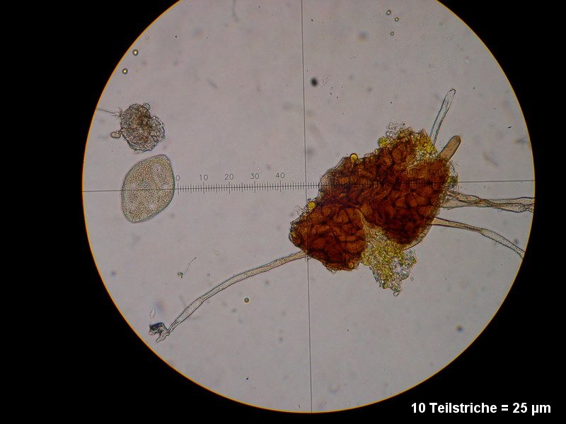 2-Erysiphe necator-2.2.3.1a.2.85M2-Vitis vinifera.JPG