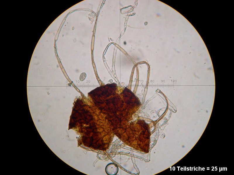 2-Erysiphe necator-2.2.3.1a.2.85M3-Vitis vinifera.JPG