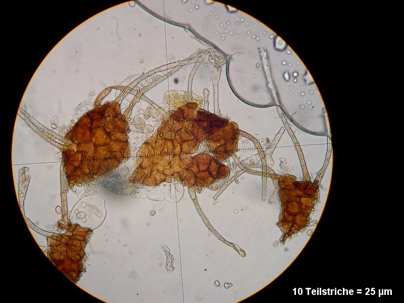 2-Erysiphe necator-2.2.3.1a.2.85M4-Vitis vinifera.JPG