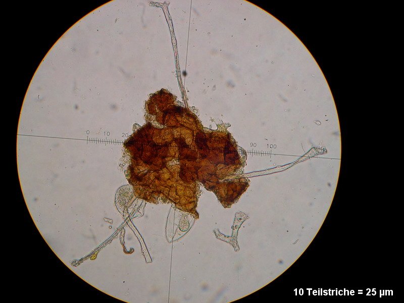 2-Erysiphe necator-2.2.3.1a.2.85M5-Vitis vinifera.JPG