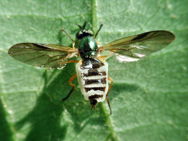 Entomophthora_muscae.jpg